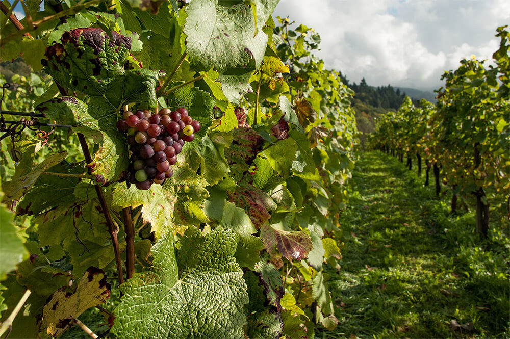 Amador County Wine | Gold Country Campground Resort