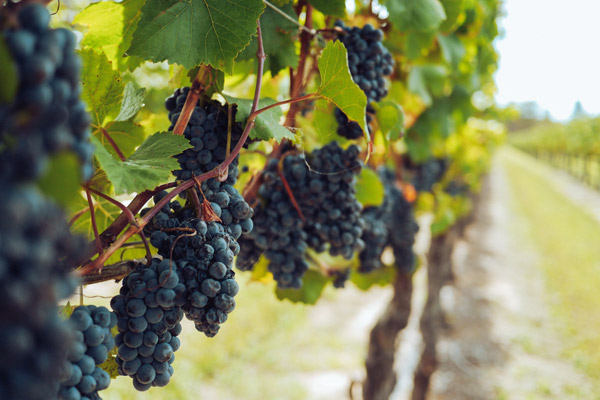 Amador County | Old Vine Country