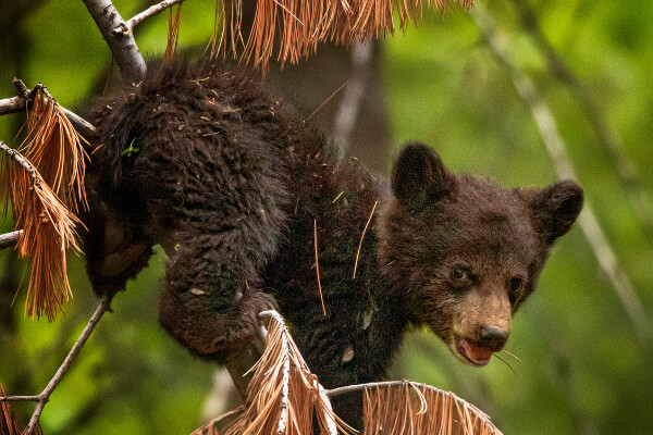 Encountering Wildlife | Wildlife at Gold Country Campground