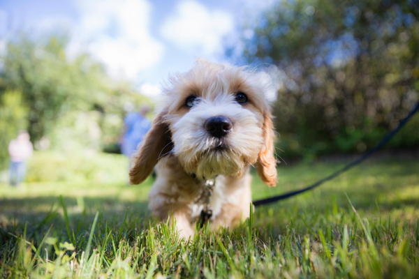 Camping with Your Dog